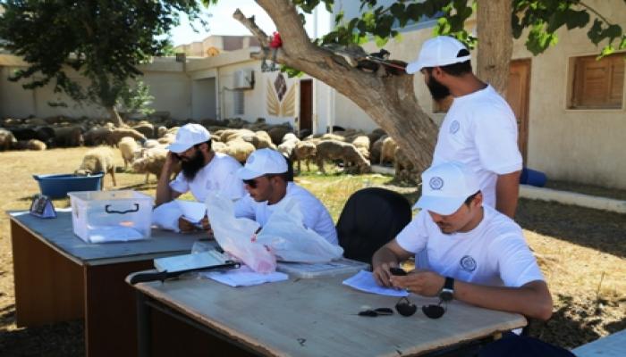 مكتب شؤون الزكاة بطرابلس يوزع 5000 راس من الاغنام للاسر النازحة و المحتاجة بمناسبة عيد الاضحي 