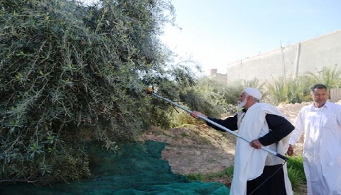 خبراء من وزارة الزراعة وجمعية اصدقاء الشجرة يقومون بتوضيح جني الزيتون بالالات الحديثة بطمزين