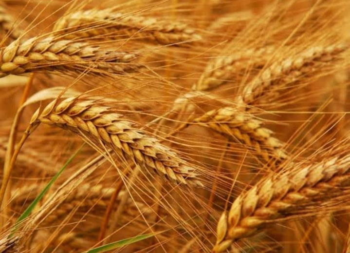 روسيا تفرض قيودًا على تصدير القمح لمدة ستة أشهر لدعم الإستقرار في السوق المحلية