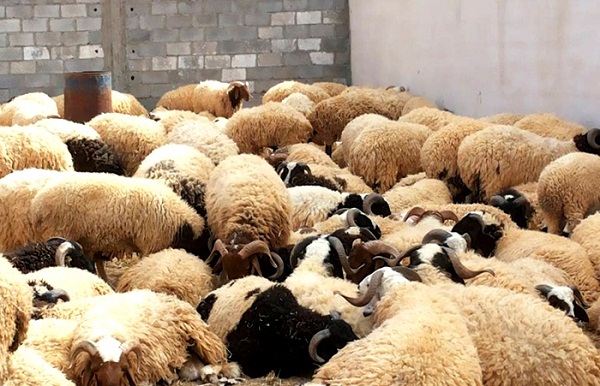   Opening of livestock markets after controlling foot-and-mouth disease in Benghazi.
