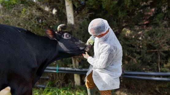 المركز الوطني للصحة الحيوانية : تراجع معدلات انتشار مرض الحمى القلاعية بين الحيوانات في البلاد .