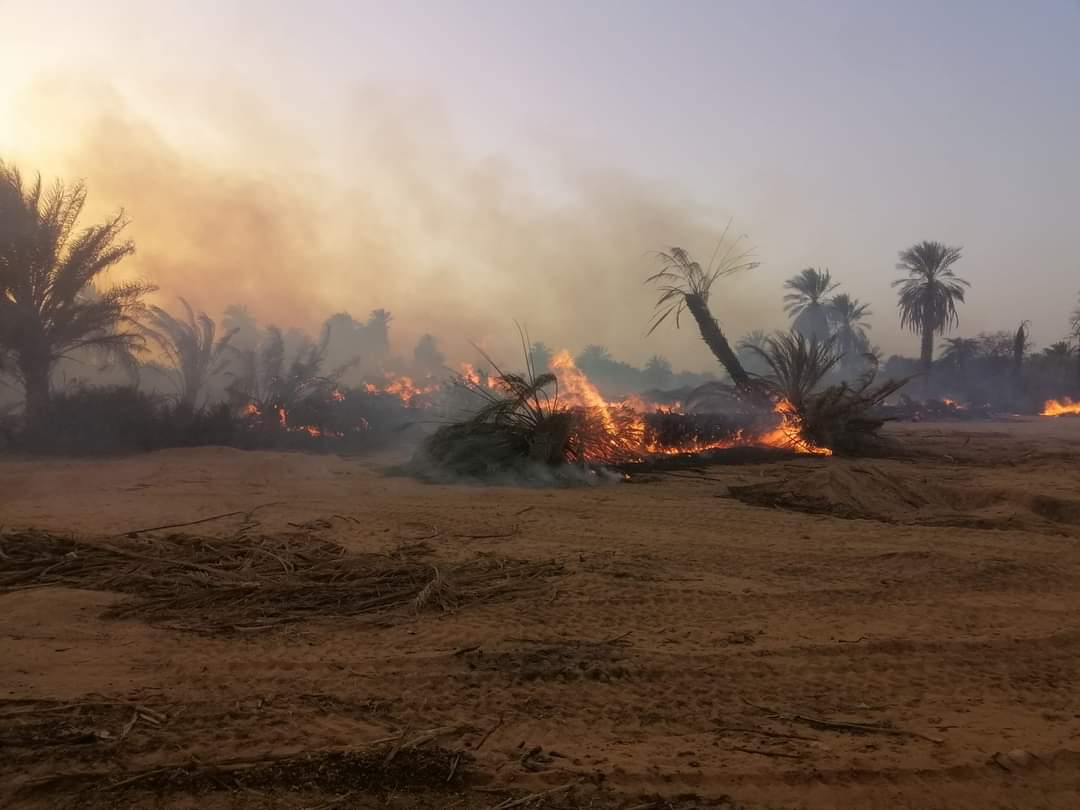 اندلاع الحرائق بمزارع النخيل بمدينة الكفرة وخروجه عن السيطرة