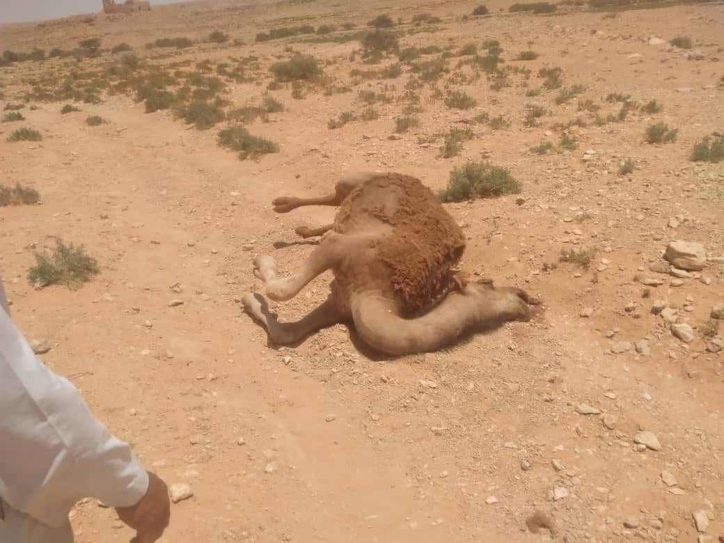 A number of camels died in Bani Walid.