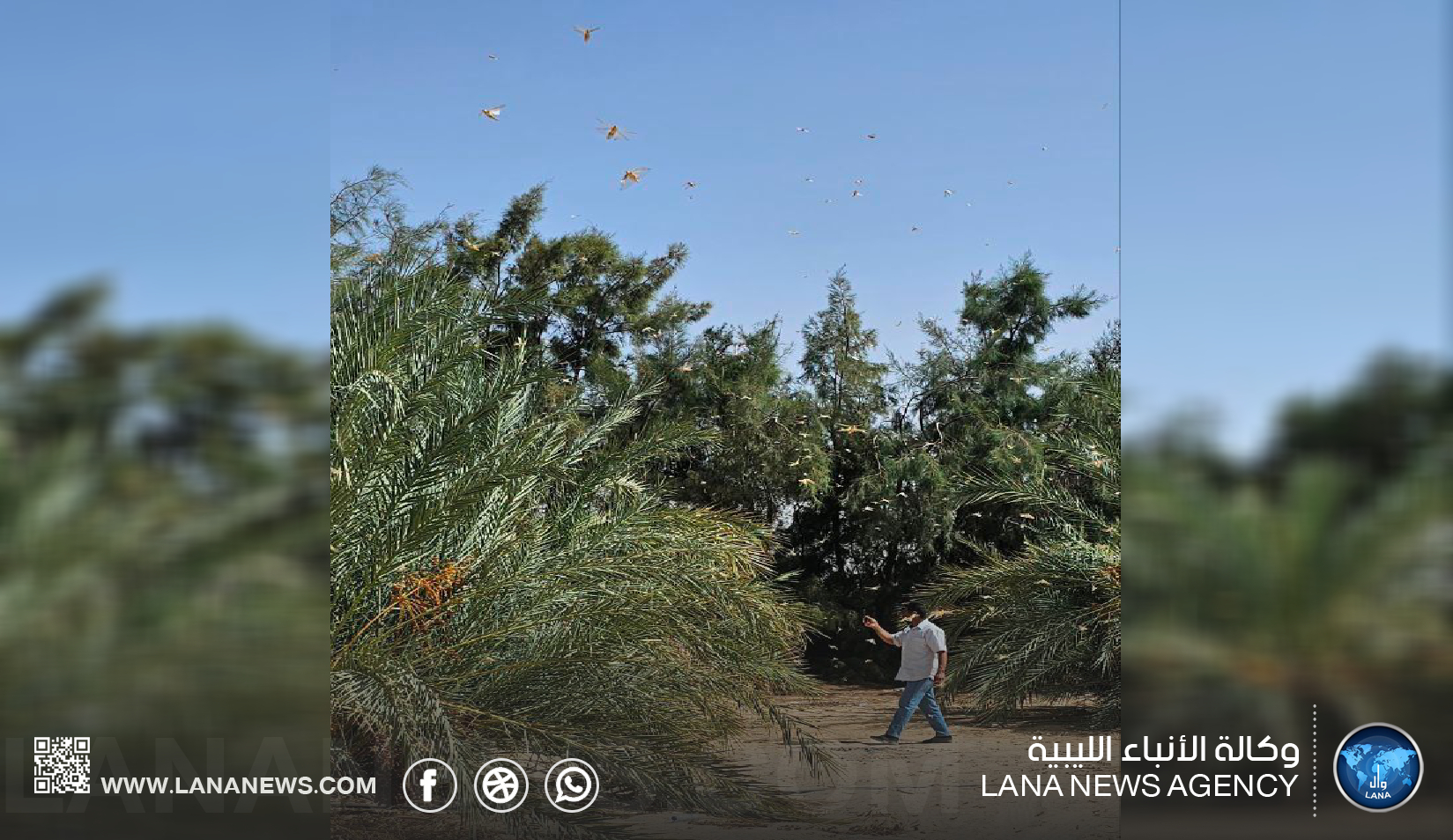 الانباء الليبية : تضاعف أعداد الجراد الصحراوي يهدد المحاصيل الزراعية في تازربو .