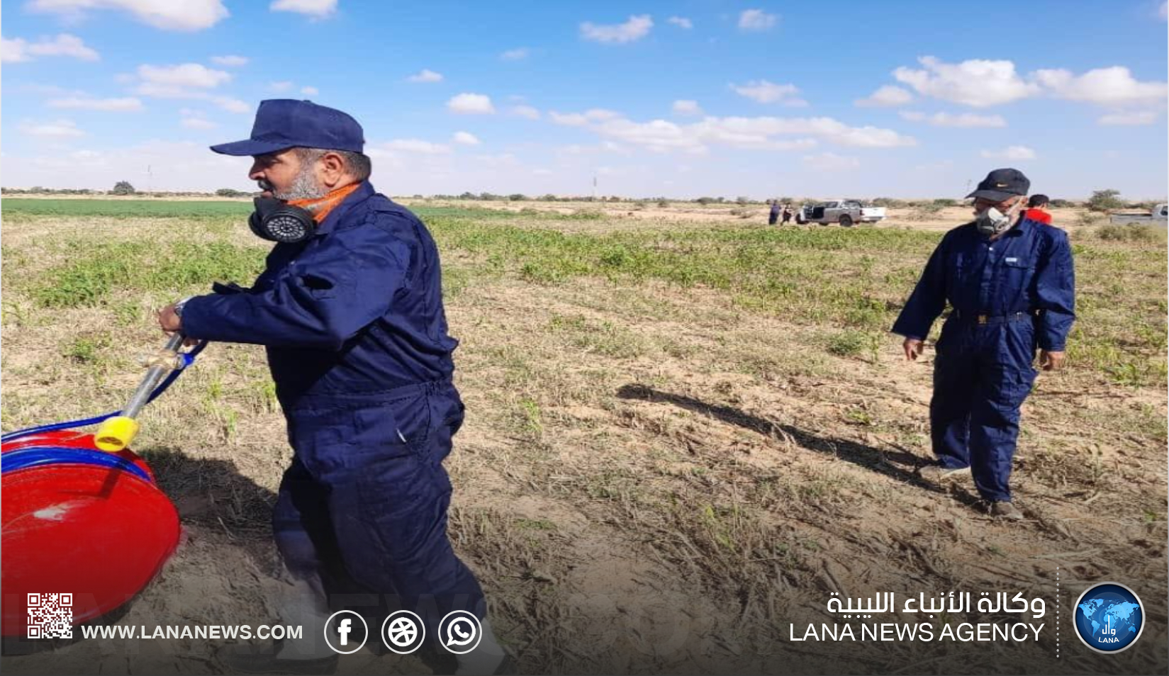 بدء عملية مكافحة الجراد في بني وليد.