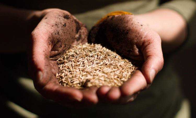 دراسة تحذر من تضاعف عدد الدول المعرضة لنقص الأمن الغذائي بسبب ارتفاع حرارة الأرض