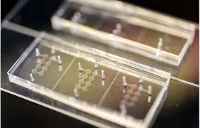  علماء يحاكون عقودًا من الشيخوخة في أيام باستخدام خلايا بشرية مصغرة