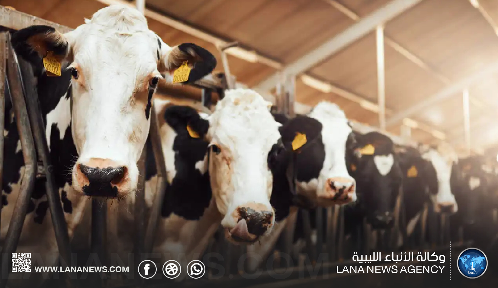 رفع القيود عن نقل المواشي بعد استقرار الوضع الوبائي للحمى القلاعية